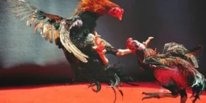 Bí Kíp Chơi Đá Gà WS168 Tại 12Bet Từ Các Sư Kê Bất Bại