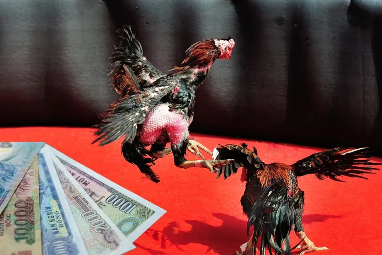 Cách Chơi Đá Gà Sabong Tại 12Bet Đỉnh Cao Đấu Trường Philippines 1 Cách Chơi Đá Gà Sabong Tại 12Bet Đỉnh Cao Đấu Trường Philippines